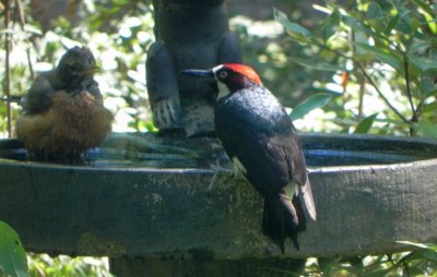Woodpecker Bathtime