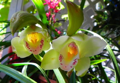 Cymbidium Paradise