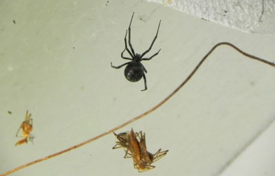 Black Widow and Lunch (over our front door)
