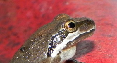 Porch Frog