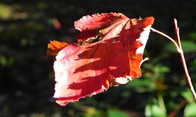 Last Leaf on Maple
