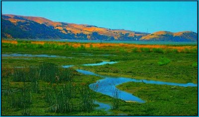 Marshlands at Suisun