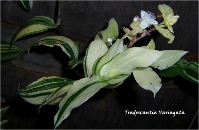 Wandering Jew Flower