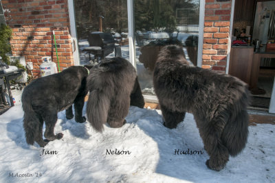 3 Fuzz Butts