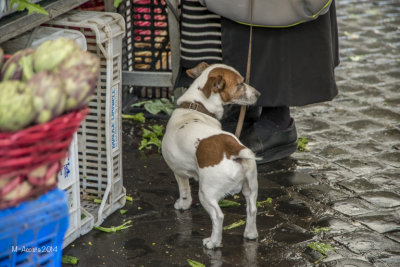 Little dogs are a part of life in Rome and they all seem so well behaved.