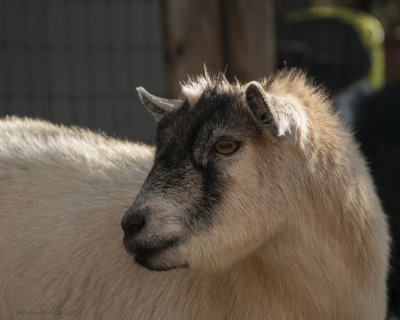 _DSC7546.jpg