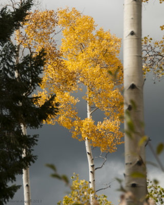 _DSC7675.jpg