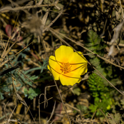 SeaRanch 2016-16.jpg