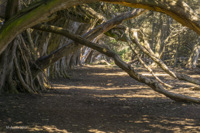 SeaRanch 2016-18.jpg