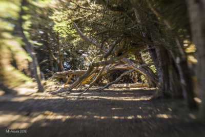 SeaRanch 2016-27.jpg