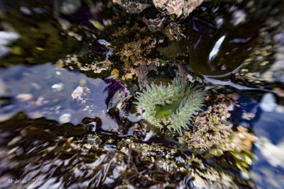 SeaRanch 2016-58.jpg