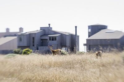 SeaRanch 2016-67.jpg
