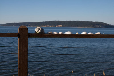 Whidbey-1003178.jpg