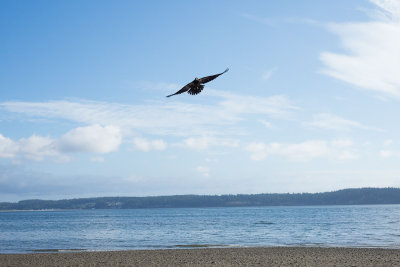 Whidbey-1003564.jpg