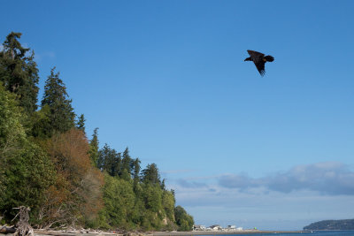 Whidbey-1003565.jpg