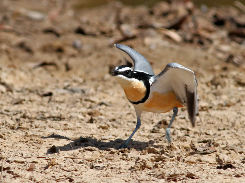 Egyptian Plover, Pluvianus aegyptius