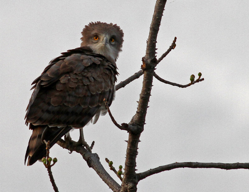 Circaetus beaudouini, Beaudouins Snake-eagle