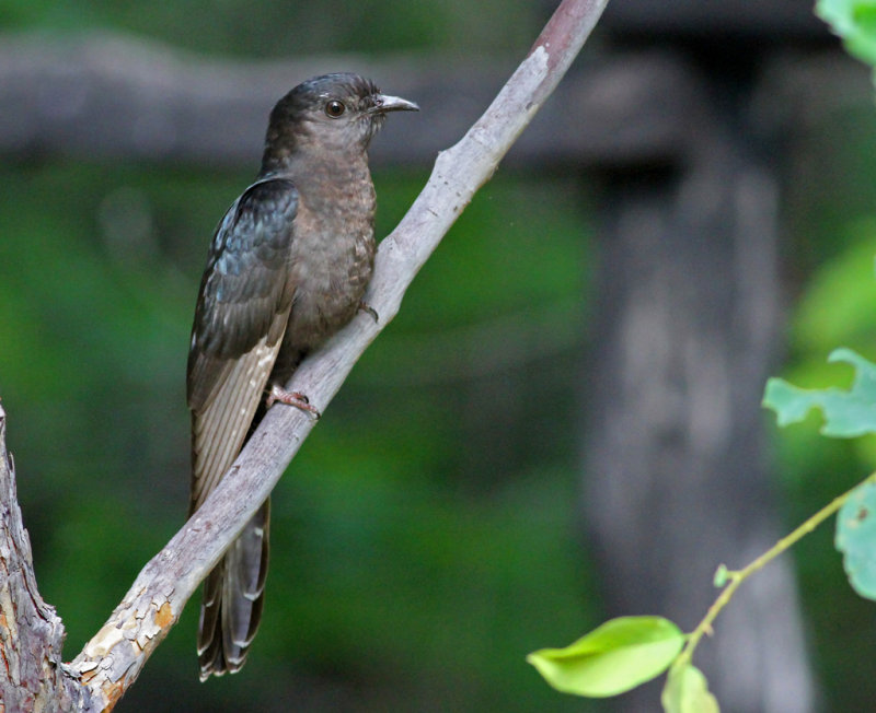 Cuculus clamosus, Black Cuckoo