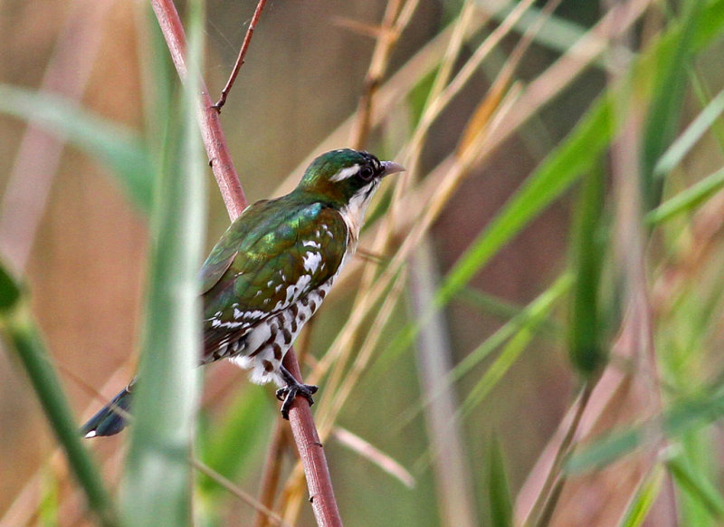 Chrysococcyx caprius, Dideric Cuckoo