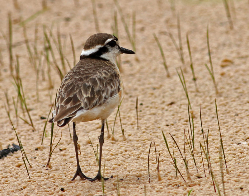 Charadrius pecuarius, Kittlits Plover