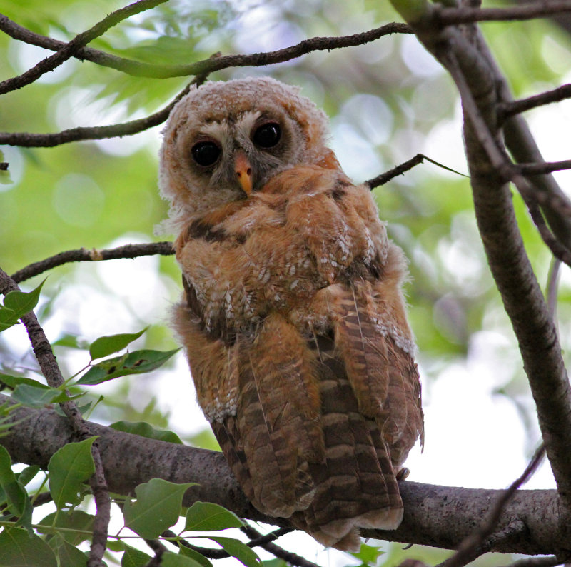 Strix woodfordii, African Wood-owl, juvenile