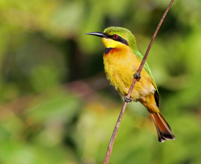 Merops pusillus, Little Bee-eater