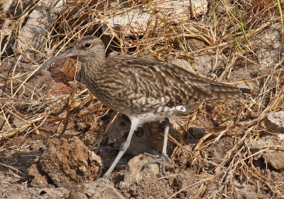 Whimbrel, Numenius phaeopus