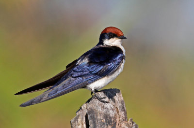 Hirundinidae
