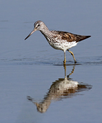 Tringa nebularia, Common Greenshank