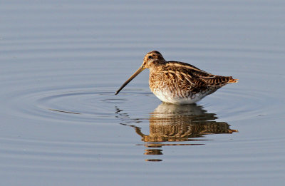 Scolopacidae, Gallinagoninae