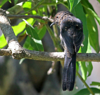 Black Flycatcher, Melaenornis edolioides, immature