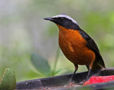 White-crowned Robin-chat, Cossypha albicapilla