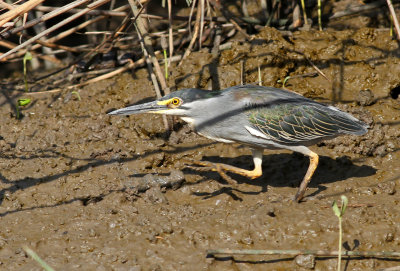 Striated Heron, Butorides striata