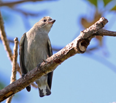 Lesser Honeyguide, Indicator minor