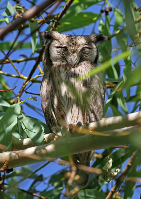 White-faced Scops Owl, Ptilopsis leucotis
