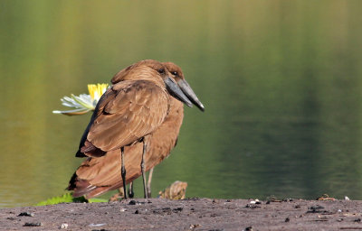 Hamerkop, Scopus umbretta