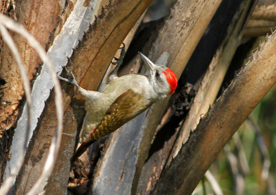 Grey Woodpecker, Dendropicos goertae