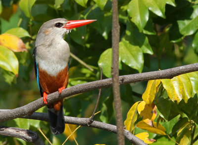 Grey-headed Kingfisher, Halcyon leucocephala