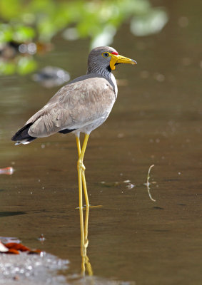 Wattled Lapwing, Vanellus senegallus