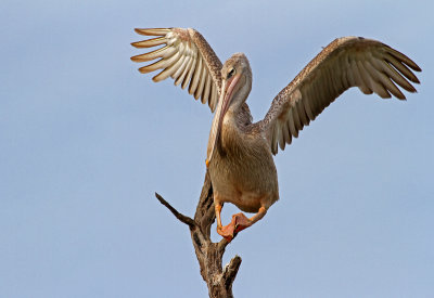 Pink-backed Pelican, Pelecanus rufescens