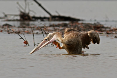 Pink-backed Pelican, Pelecanus rufescens