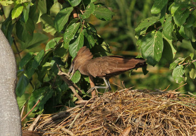 Hamerkop, Scopus umbretta