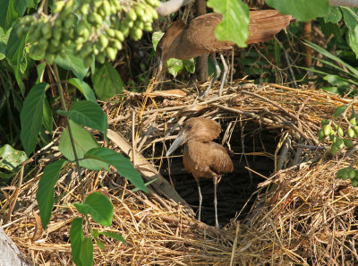 Hamerkop, Scopus umbretta