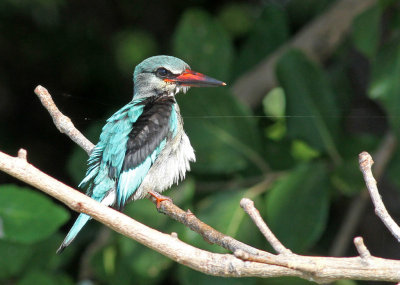 Woodland Kingfisher, Halcyon senegalensis