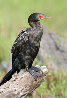 Long-tailed Cormorant, Phalacrocorax africanus