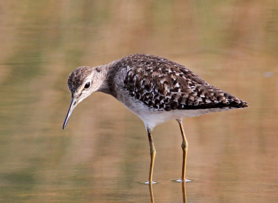 Wood Sandpiper, Tringa glareola