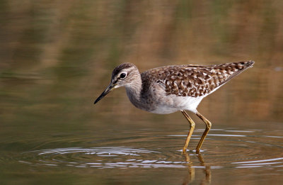 Wood Sandpiper, Tringa glareola