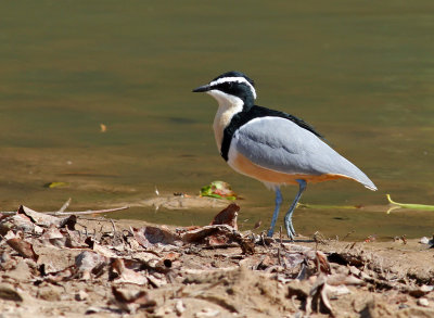 Egyptian Plover, Pluvianus aegyptius