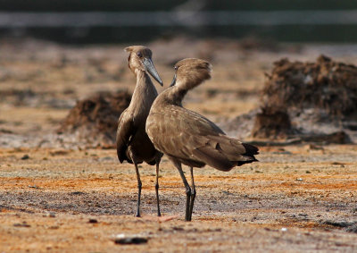 Hamerkop, Scopus umbretta (false mounting 1)