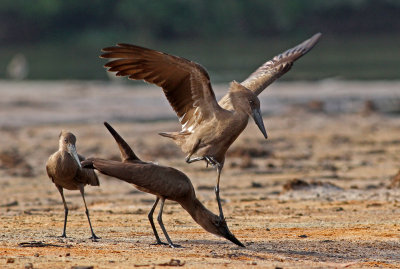 Hamerkop, Scopus umbretta (false mounting 7)